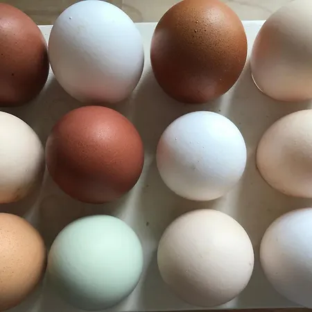 Daire Landhof - Tierische Auszeit In Unseren Gemuetlichen