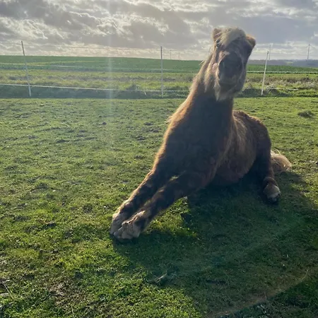 Landhof - Tierische Auszeit In Unseren Gemuetlichen 아파트 라이그