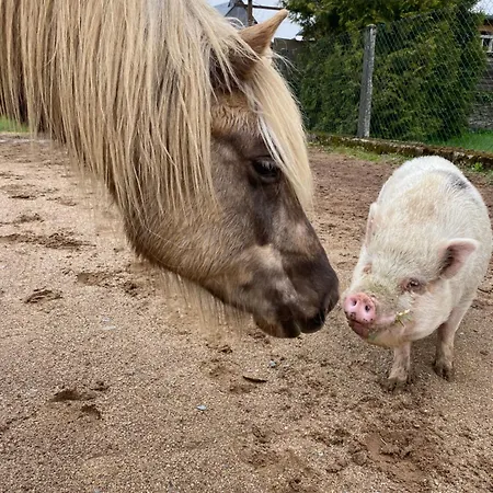 Landhof - Tierische Auszeit In Unseren Gemuetlichen Lieg