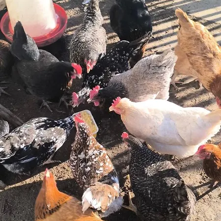 Daire Landhof - Tierische Auszeit In Unseren Gemuetlichen Lieg