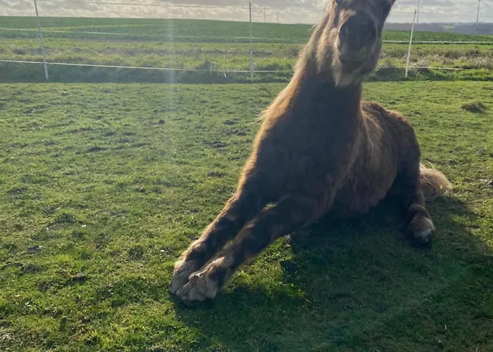 Landhof - Tierische Auszeit In Unseren Gemuetlichen Apartament Lieg