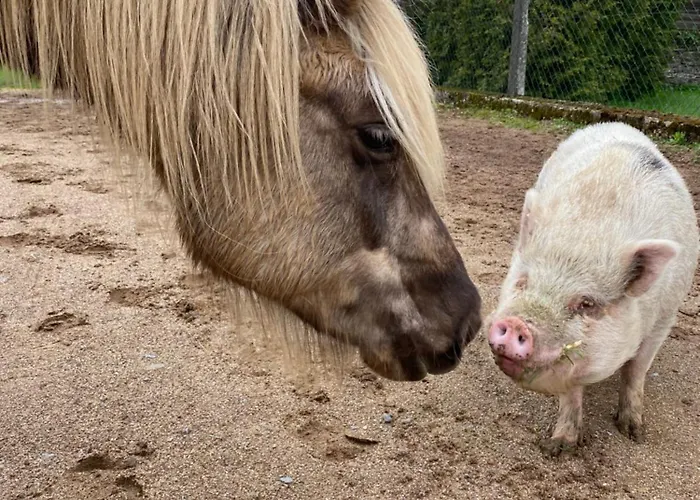 Landhof - Tierische Auszeit In Unseren Gemuetlichen Lieg