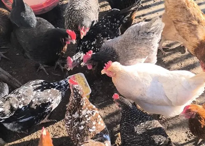 Apartament Landhof - Tierische Auszeit In Unseren Gemuetlichen Lieg